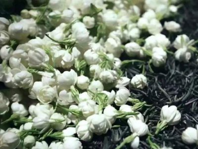 喝茶治口臭嗎，什么茶治口臭好？