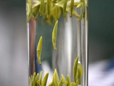 茶葉的專業(yè)知識，關(guān)于茶的基本知識大全