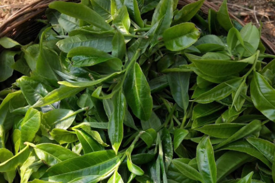 最耐泡的茶葉排名，什么茶葉經(jīng)久耐泡？