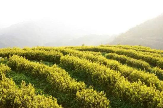 黃金茶的功效及禁忌癥，黃金茶有什么副作用嗎？