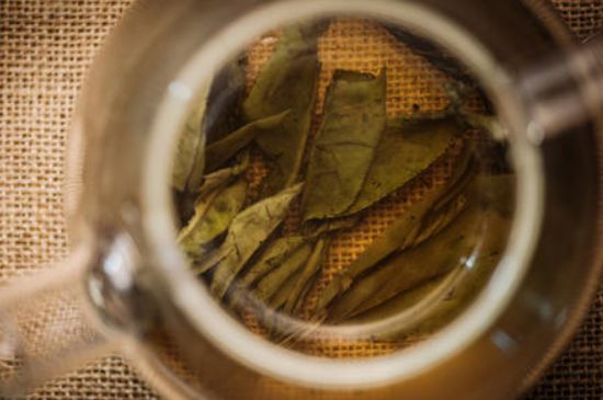 苦丁茶副作用，苦丁可以經常喝嗎？