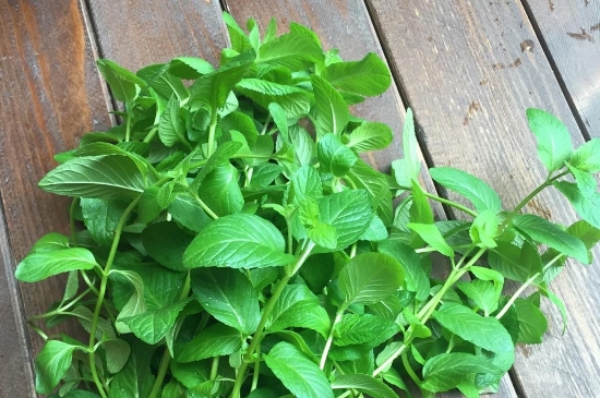 薄荷茶的功效與作用，喝薄荷茶有什么好處？