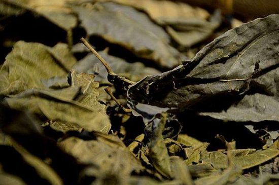 鷓鴣茶什么人不適合喝，鷓鴣茶的禁忌人群