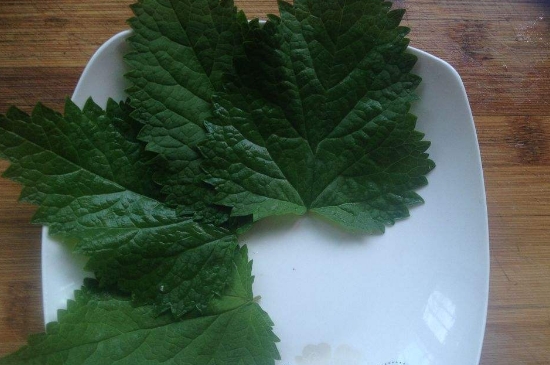 薄荷茶的功效與作用，喝薄荷茶有什么好處？