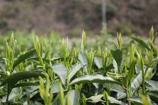 喝黃金茶禁忌，什么人不能喝黃金芽茶？