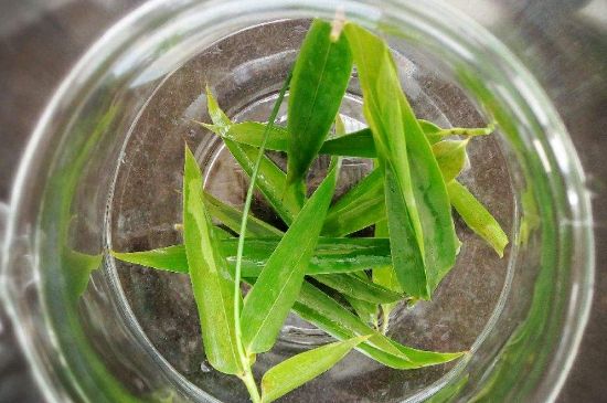 竹葉茶的禁忌，竹葉泡茶的功效禁忌