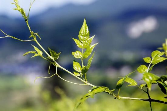 莓茶為什么先苦后甜回甘，莓茶口感怎么樣？