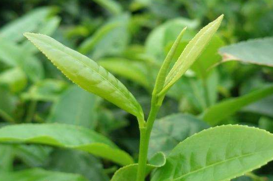 最耐泡的茶葉排名，什么茶葉經(jīng)久耐泡？