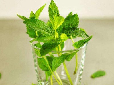 喝茶治口臭嗎，什么茶治口臭好？