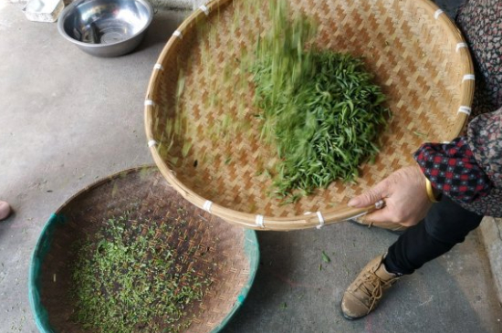 炒青茶為什么便宜，炒青綠茶好喝嗎？