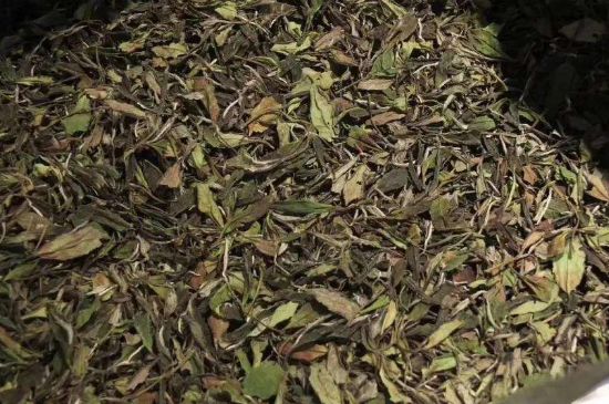 陳茶還是新茶好，茶葉是新茶好喝還是陳茶好喝