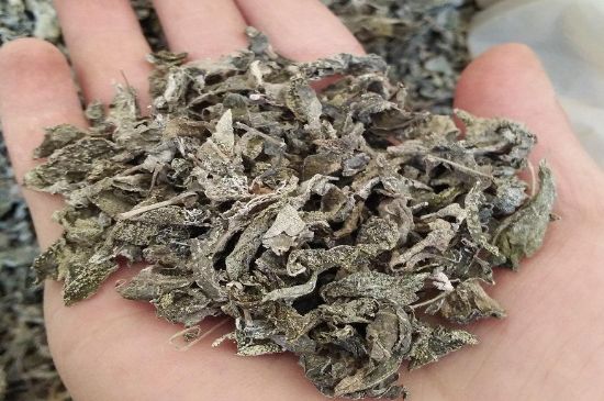 張家界莓茶真假對比，野生莓茶的鑒別方法