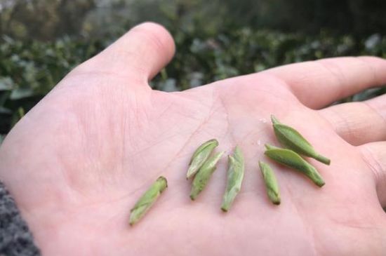 春茶季怎么辨別白毫銀針的好壞，好的白毫銀針如何選購？