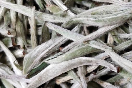 春茶上市白茶的好壞怎么區(qū)分，春白茶怎么分辨好不好？
