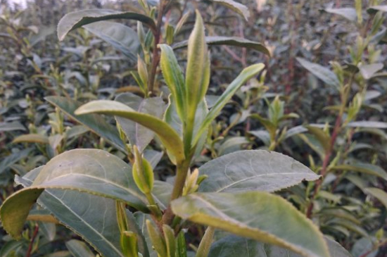 家庭如何保存碧螺春茶葉，蘇州洞庭碧螺春綠茶怎么保存？