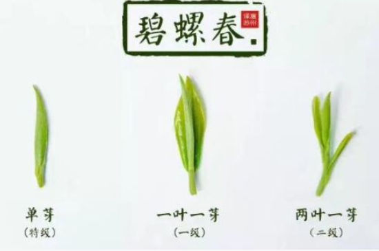 真假碧螺春泡水后區(qū)別，蘇州洞庭碧螺春怎樣鑒別好壞？