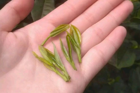 炒青茶為什么便宜，炒青綠茶好喝嗎？