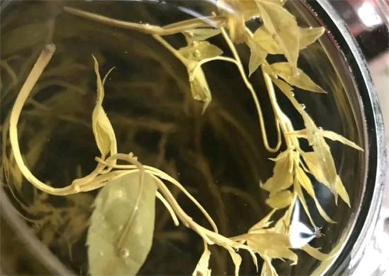 張家界茅巖莓茶與藤茶是同一種茶嗎，藤茶跟莓茶一不一樣？