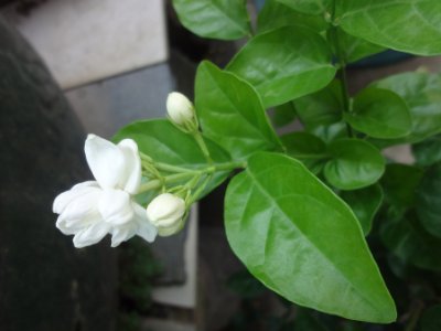 茉莉和什么一起泡最好，茉莉茶有幾種搭配？