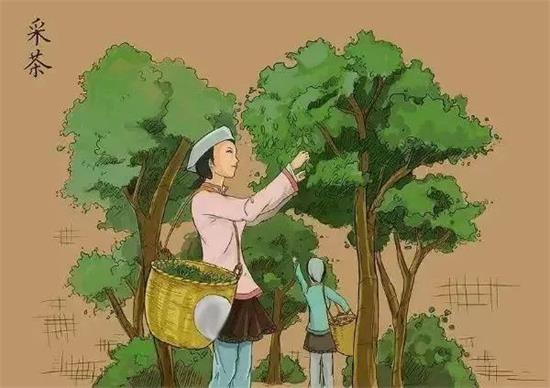 制茶八步驟，制茶工藝流程圖