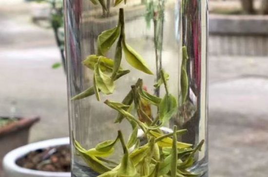 蒸汽煮茶器適合什么茶，蒸汽煮茶器適合用綠茶嗎？