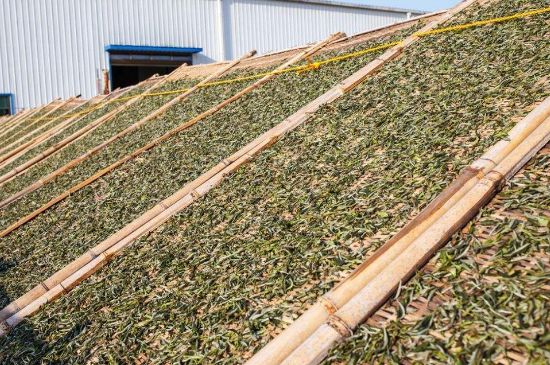 武夷巖茶的初制、精制加工工藝詳細(xì)講解