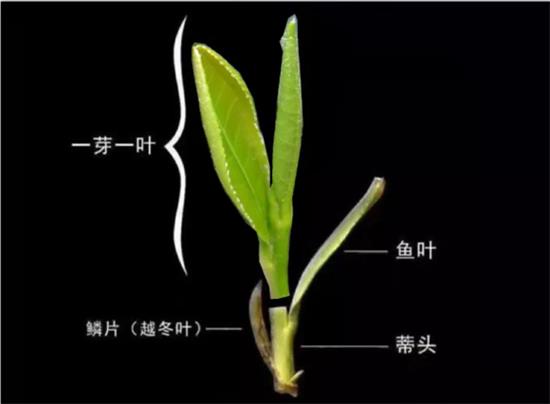 摘茶葉最快的方法，采摘茶葉怎么才能快？