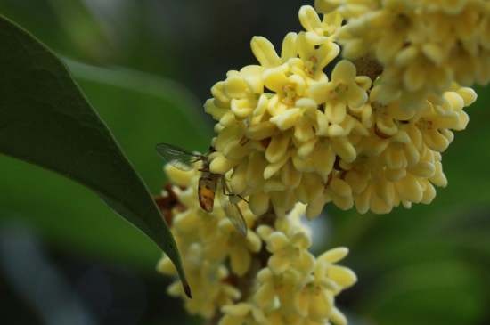 桂花茶禁忌，喝桂花茶有什么禁忌