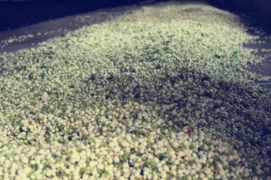 茉莉龍珠怎么做的，茉莉龍珠的制作工藝