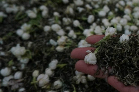 茉莉茶的種類和等級，茉莉花茶的分類