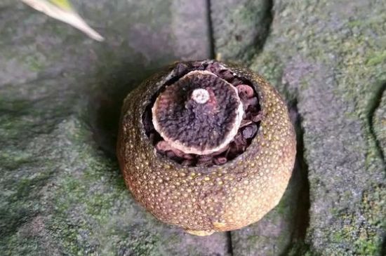 家庭自制柑普茶方法，小青柑制作9個步驟竅門（圖片）