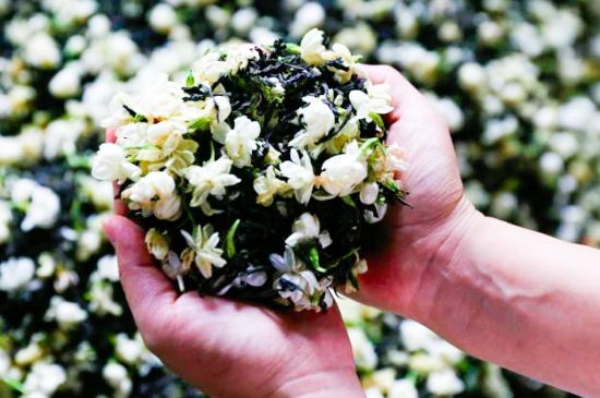 茉莉花和什么在一起喝好，茉莉花喝什么茶搭配？