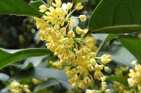 干桂花茶的制作方法，怎樣自制桂花茶？