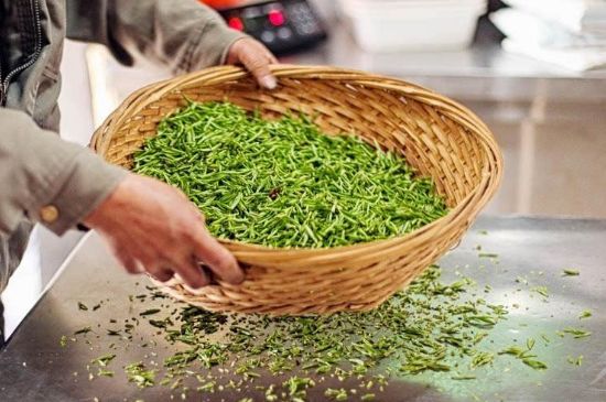 武夷巖茶的初制、精制加工工藝詳細(xì)講解