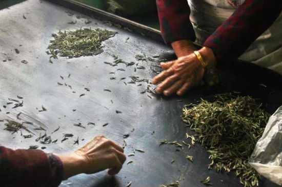 武夷巖茶的初制、精制加工工藝詳細(xì)講解