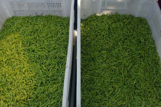 什么茶葉適合用蒸茶器，什么茶可以蒸