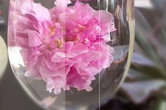 干玫瑰花泡水放幾顆，玫瑰花泡水一次放幾朵？