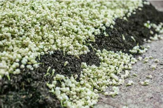 茉莉茶葉的功效與禁忌，什么人不適合喝茉莉花茶？