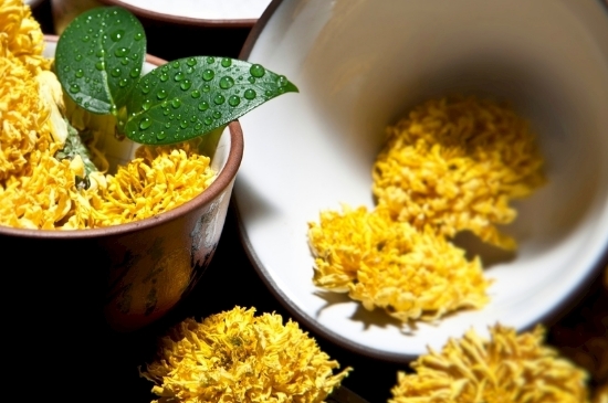 孕婦可以喝菊花茶嗎，菊花對胎兒有致畸作用？