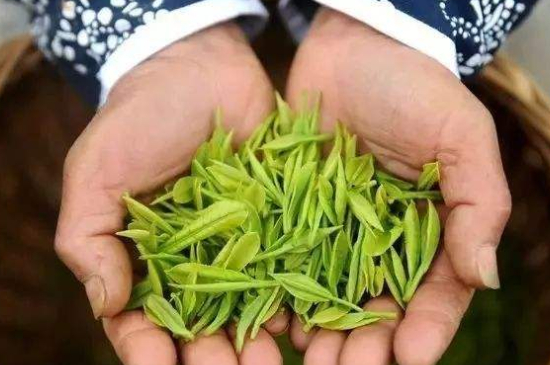 摘茶葉最快的方法，采摘茶葉怎么才能快？