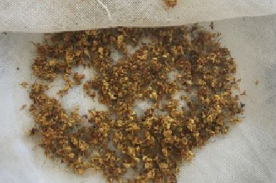 干桂花茶的制作方法，怎樣自制桂花茶？