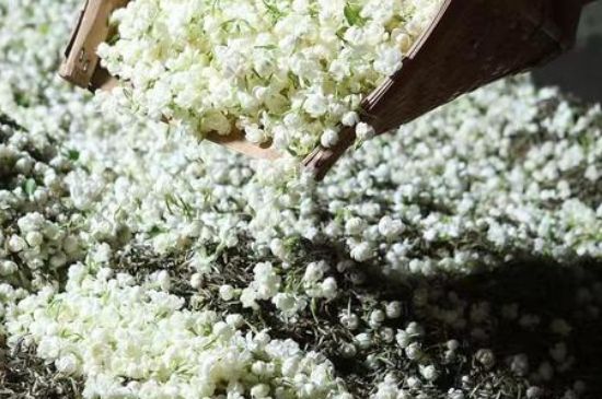 茉莉茶葉的功效與禁忌，什么人不適合喝茉莉花茶？
