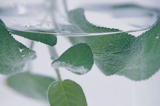 薄荷葉茶怎么制作，薄荷如何做成干茶葉