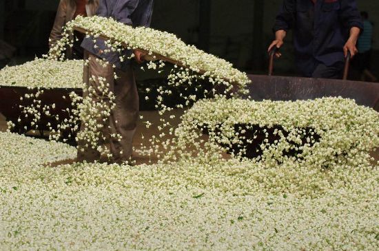 茉莉龍珠怎么做的，茉莉龍珠的制作工藝