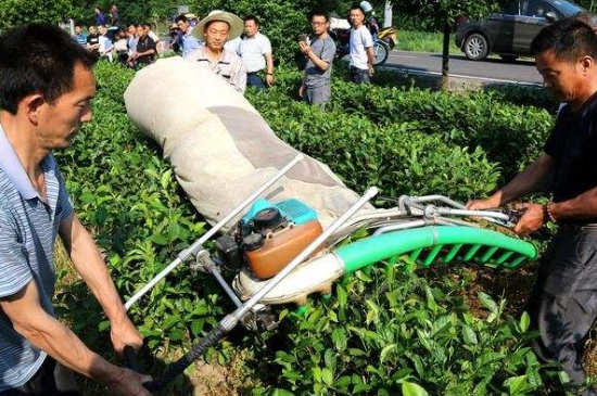 采茶的方法與步驟，如何正確采摘茶葉？