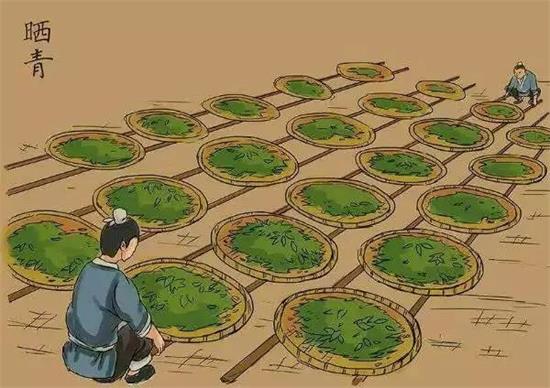 制茶八步驟，制茶工藝流程圖