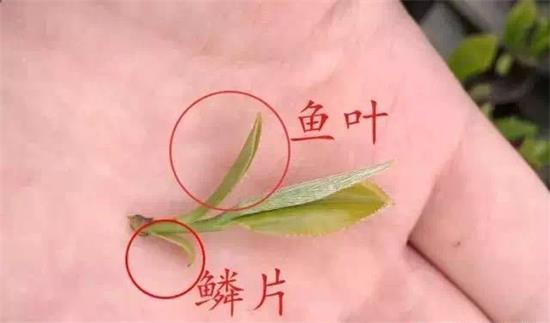摘茶葉最快的方法，采摘茶葉怎么才能快？