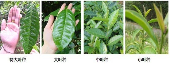 摘茶葉最快的方法，采摘茶葉怎么才能快？