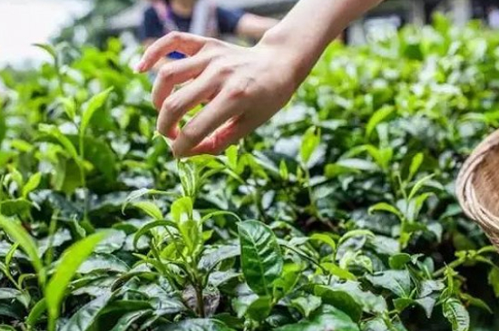 綠茶加工工藝流程圖，綠茶的加工制作包含哪幾個步驟？