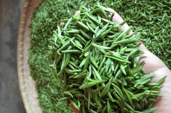 采茶的方法與步驟，如何正確采摘茶葉？